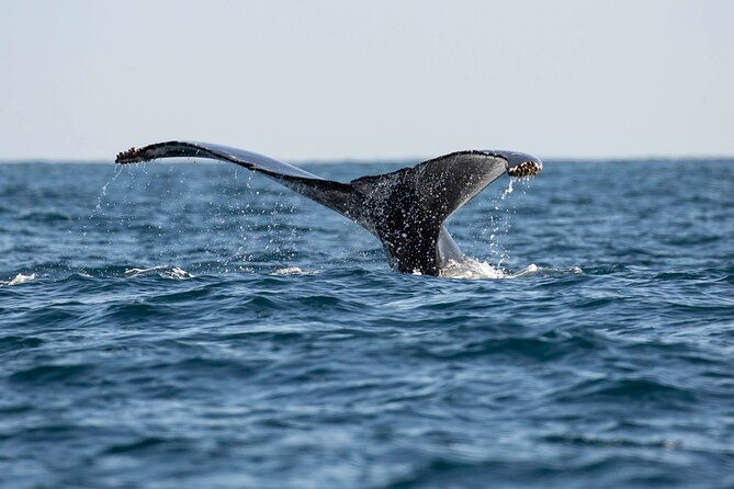 private-dolphin-and-whale-watching-tour-in-newport-beach