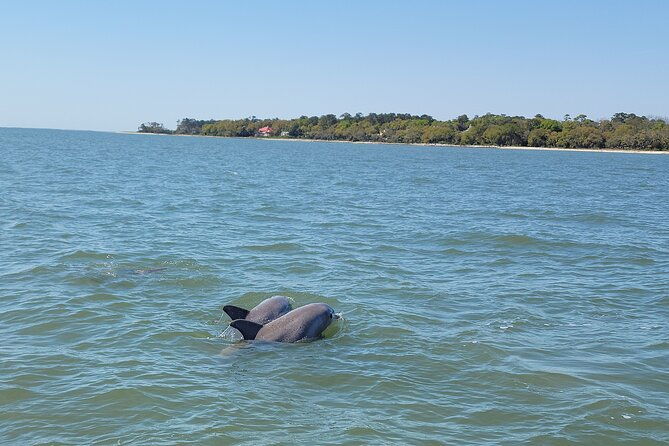 private-dolphin-boat-tour-in-hilton-head-island
