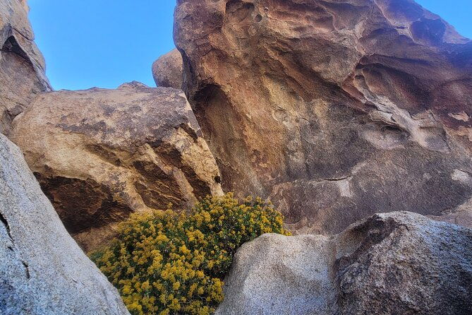private-driving-and-hiking-tour-in-joshua-tree-national-park