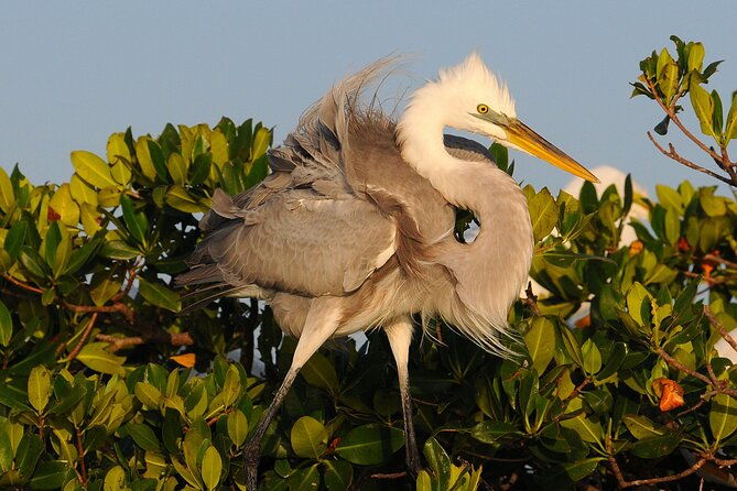 private-everglades-national-park-photography-birding-and-wildlife-safari-2