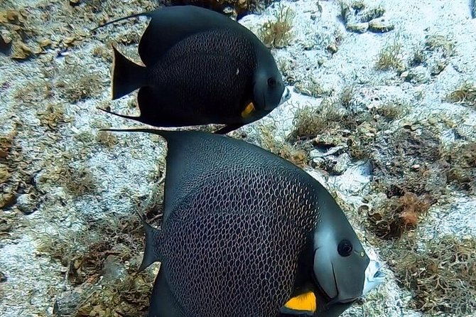private-full-day-guided-snorkeling-or-diving-charter-in-st-thomas