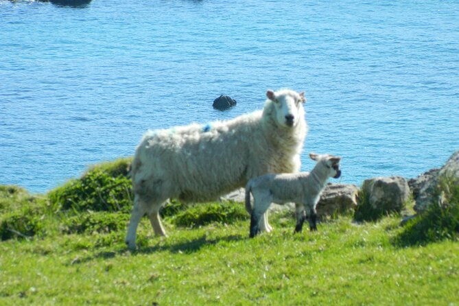 private-full-day-tour-to-dingle-and-slea-head-2