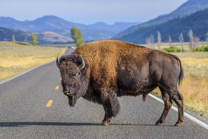 private-full-day-yellowstone-national-park-tour