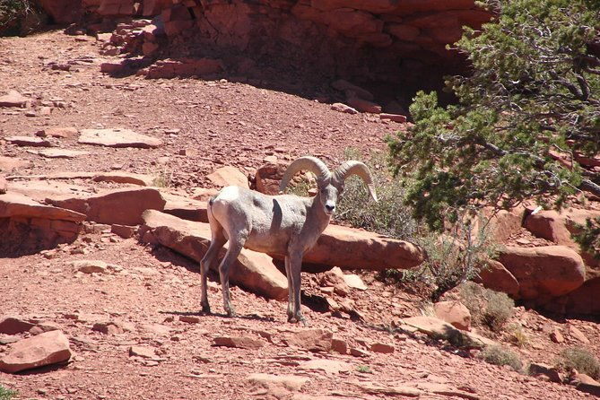 private-grand-canyon-full-day-hike
