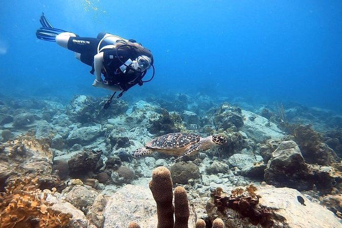 private-half-day-dive-trip-in-st-thomas-virgin-islands