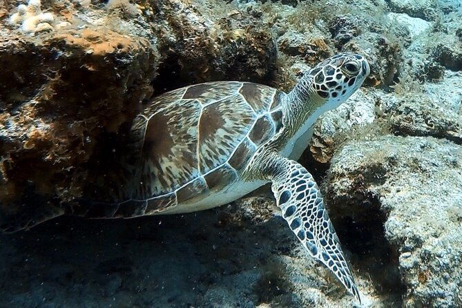 private-half-day-guided-snorkeling-charter-in-st-thomas