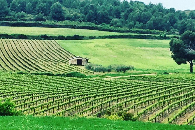 private-half-day-languedoc-wine-and-oyster-tour-from-sete-2
