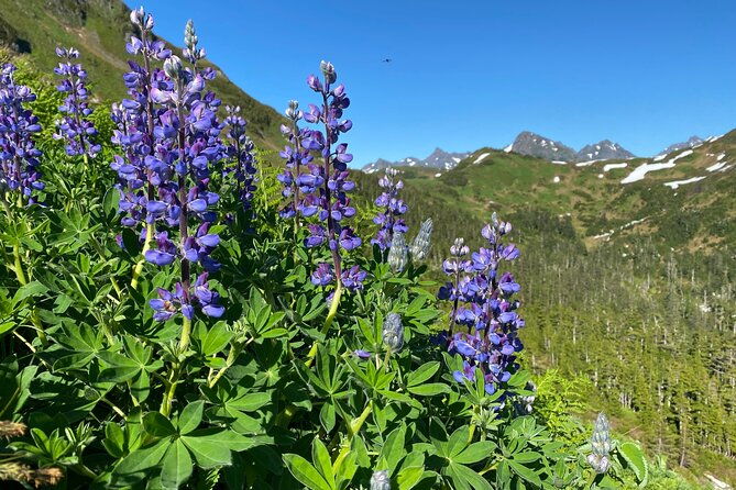 private-hiking-tour-in-sitka-alaska-2