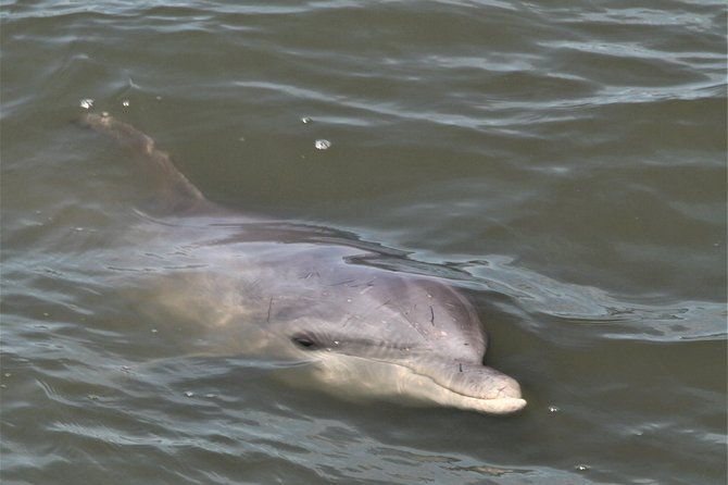 private-hilton-head-sunset-dolphin-tour