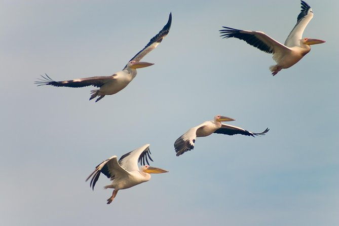 private-historical-wildlife-and-dolphin-cruise-south-padre-island