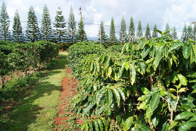 private-luxury-tour-of-kauai-south-west-shores