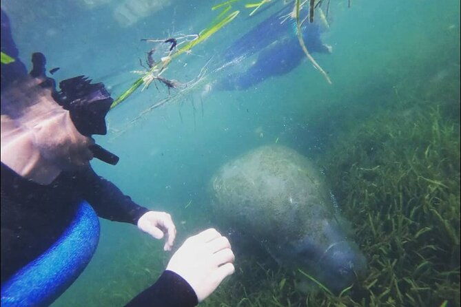 private-manatee-snorkeling-tour