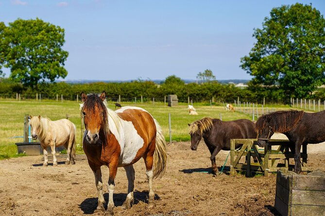 private-miniature-horse-walking-near-lincoln