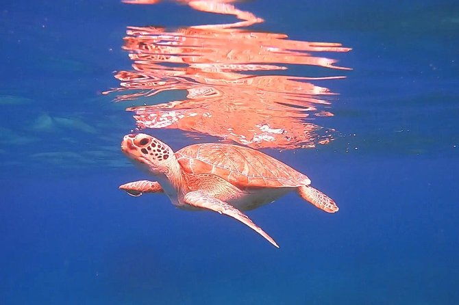 private-morning-half-day-snorkeling-trip