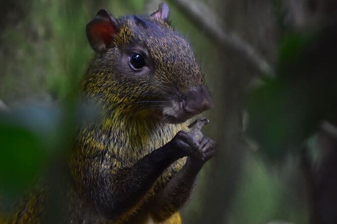 private-natural-history-walk-in-monteverde