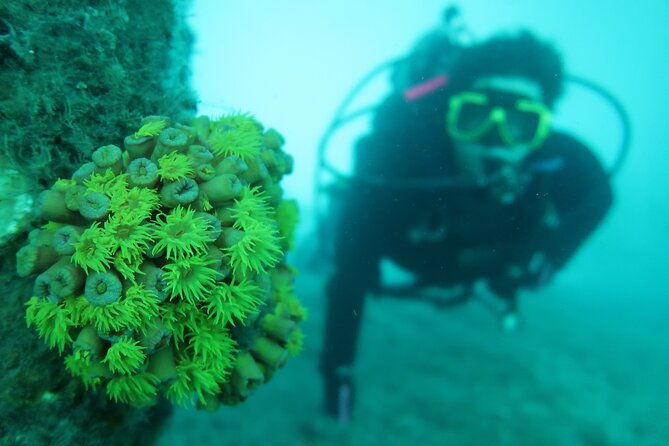 private-scuba-diving-expert-led-excursion-training-with-tour