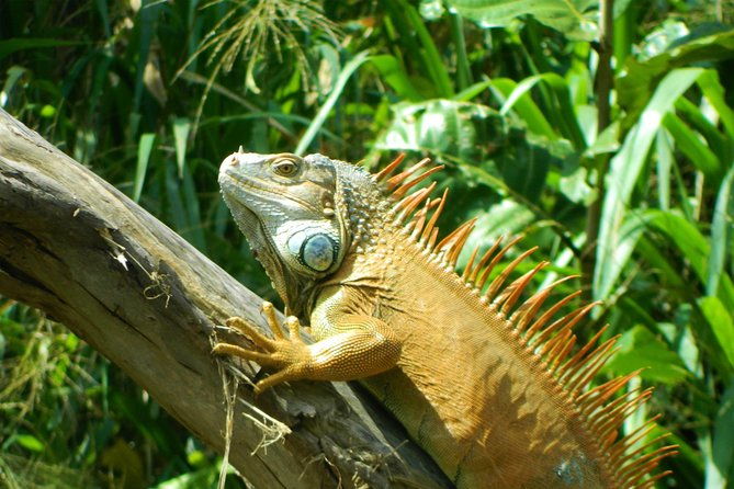 private-sloth-encounter-waterfall-and-corobici-floating-tour
