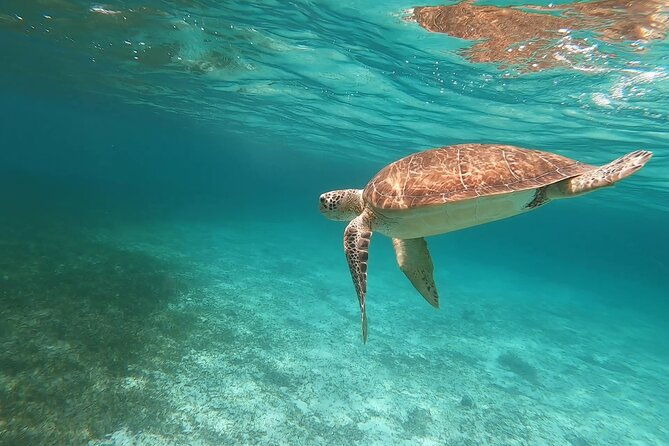 private-snorkeling-or-fishing-in-nassau-38ft-freestyle