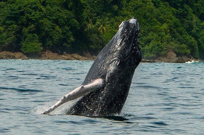 private-snorkeling-tour-by-boat-in-flamingo-beach