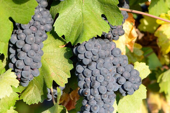private-sparkling-wine-tasting-in-istria