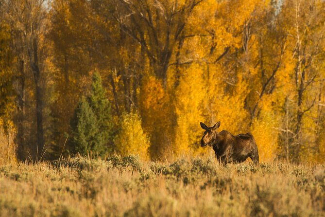 private-sunrise-4-hour-grand-teton-wildlife-adventure