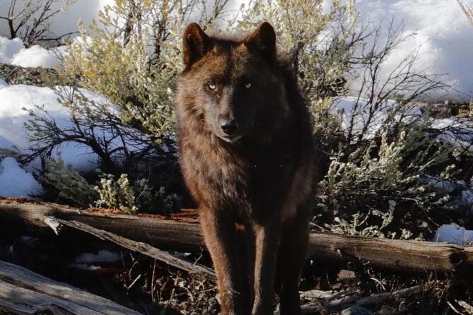 private-sunrise-wildlife-adventure-into-yellowstone-lamar-valley
