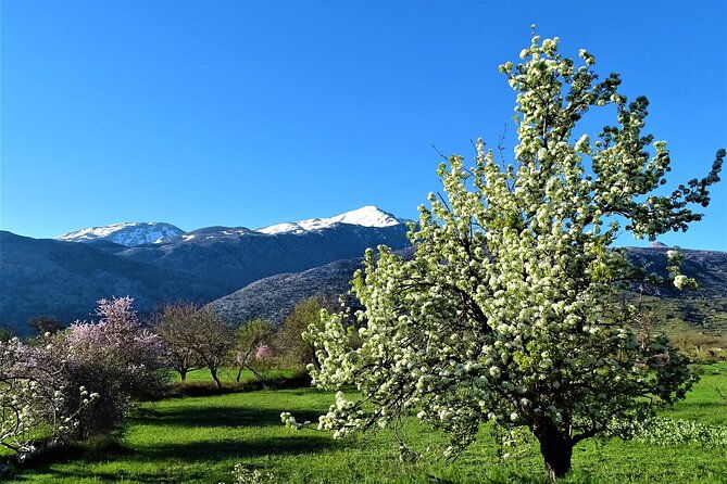 private-tour-authentic-villages-of-lasithi-olive-oil-and-wine