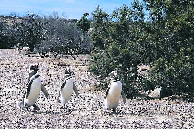 private-tour-discovering-punta-tombo-penguin-reserve-from-puerto-madryn