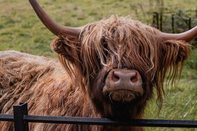 private-tour-highlandsoban-glencoelochscastles-from-glasgow