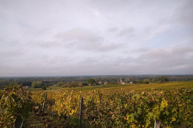 private-tour-in-the-sauternes-wine-region-discover-bordeaux-sweet-crus-classes