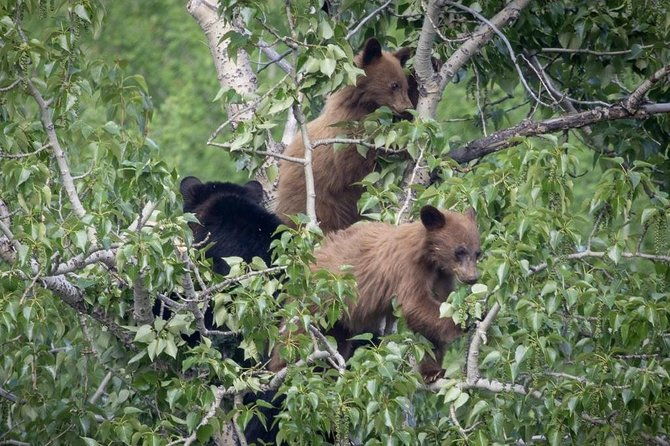 private-tour-of-grand-teton-national-park