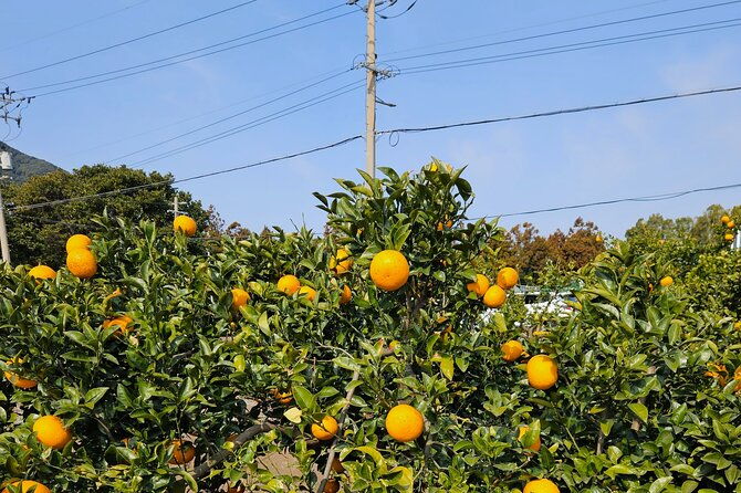 private-tour-south-and-west-jeju-island-with-experienced-driver-2