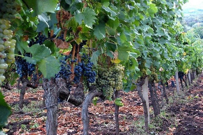 private-visit-to-the-cellars-of-etna-with-wine-tasting