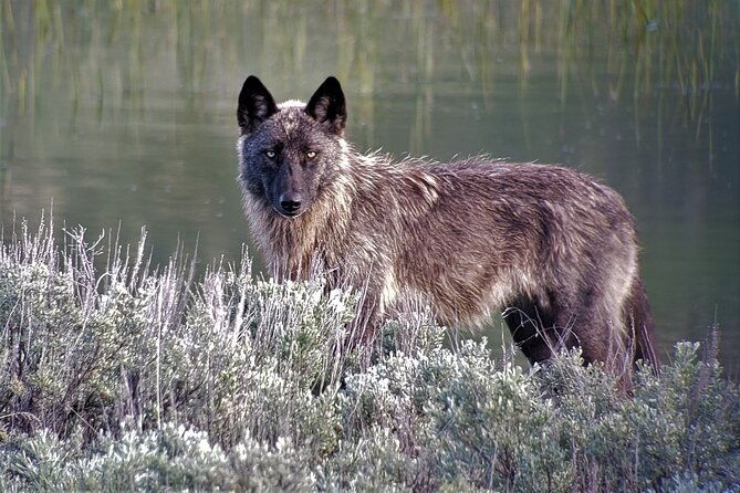 private-wolf-wildlife-watching-in-yellowstones-lamar-valley