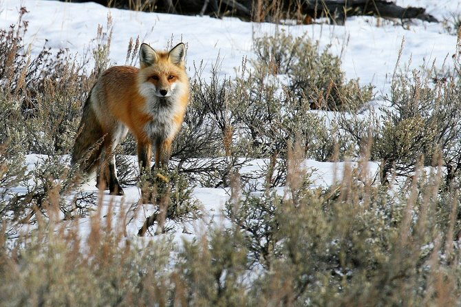 private-yellowstone-national-park-sightseeing-tour-with-lunch