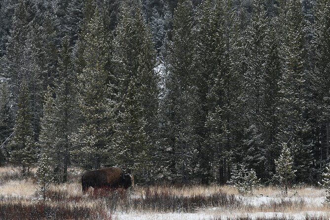 private-yellowstone-park-van-tours-from-bozeman