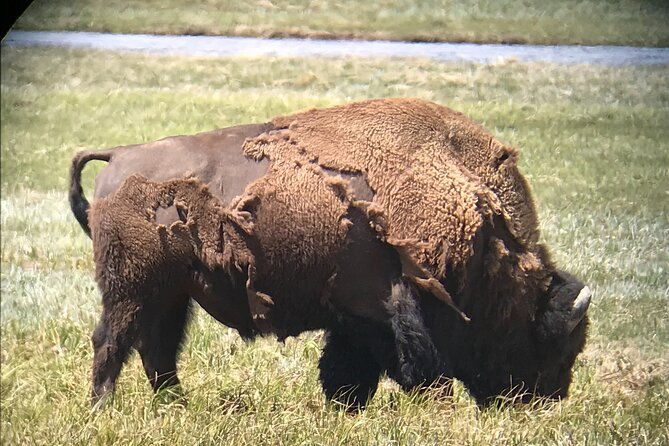 private-yellowstone-tour-4-or-more-people-picnic-binoculars-spotting-scope