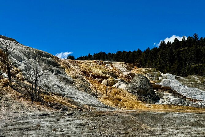 private-yellowstone-wildlife-and-photo-tours-upper-loop-cody-wy-2