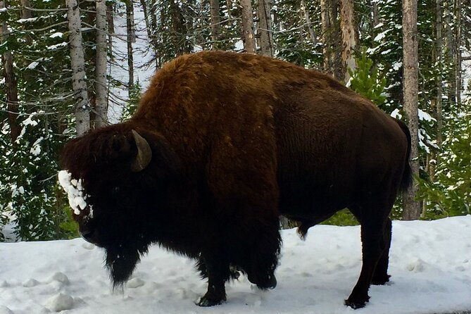 private-yellowstone-wildlife-and-photo-tours-upper-loop-cody-wy