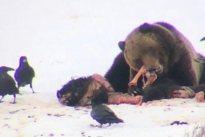 private-yellowstone-winter-wolf-watching-and-wildlife-safari