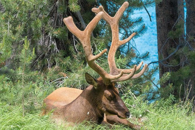 private-yellowstone-wolf-watching-wildlife-safari-lunch