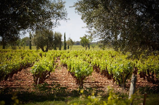 provence-private-full-day-wine-tour-with-wine-tasting