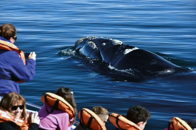 puerto-madryn-peninsula-valdes-national-park-day-trip