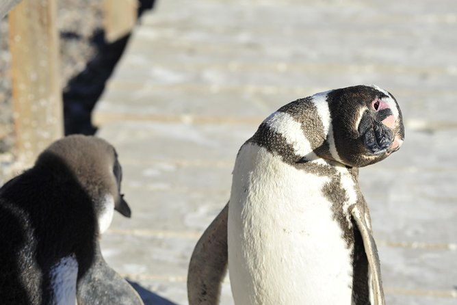 punta-tombo-penguin-colony-from-puerto-madryn-with-optional-toninas-watching