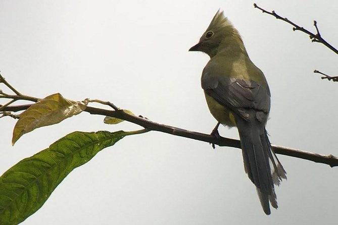 quetzal-birdwatching-experience-at-san-gerardo-de-dota-group-tour
