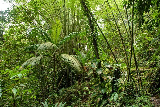 rainforest-tour