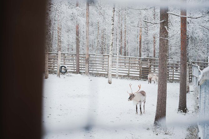 ranua-wildlife-park-day-visit-the-arctic-animals