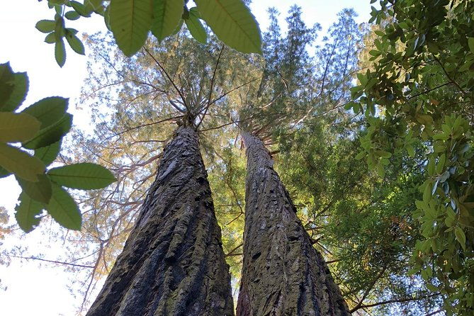 redwoods-of-marin-and-mt-tamalpais-walking-tour-with-local-guide