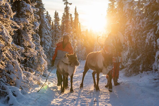 reindeer-and-snowmobile-day-trip-to-borealis-basecamp-with-lunch