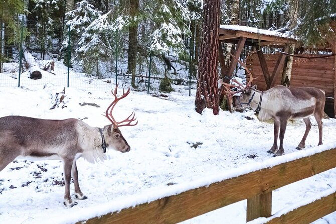reindeer-park-adventure-vip-car-private-service